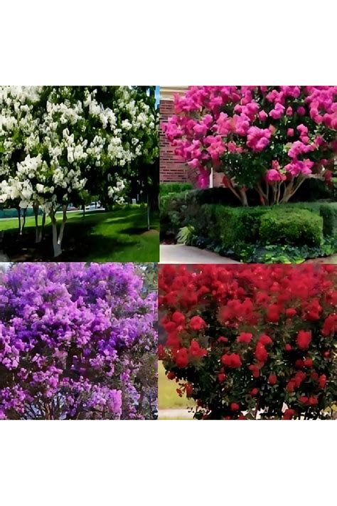 TroyaLab Pembe Oya Ağacı (100 cm) Fiyatı, Yorumları Trendyol.